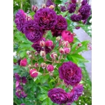 Bleu Magenta / Блю Маджента